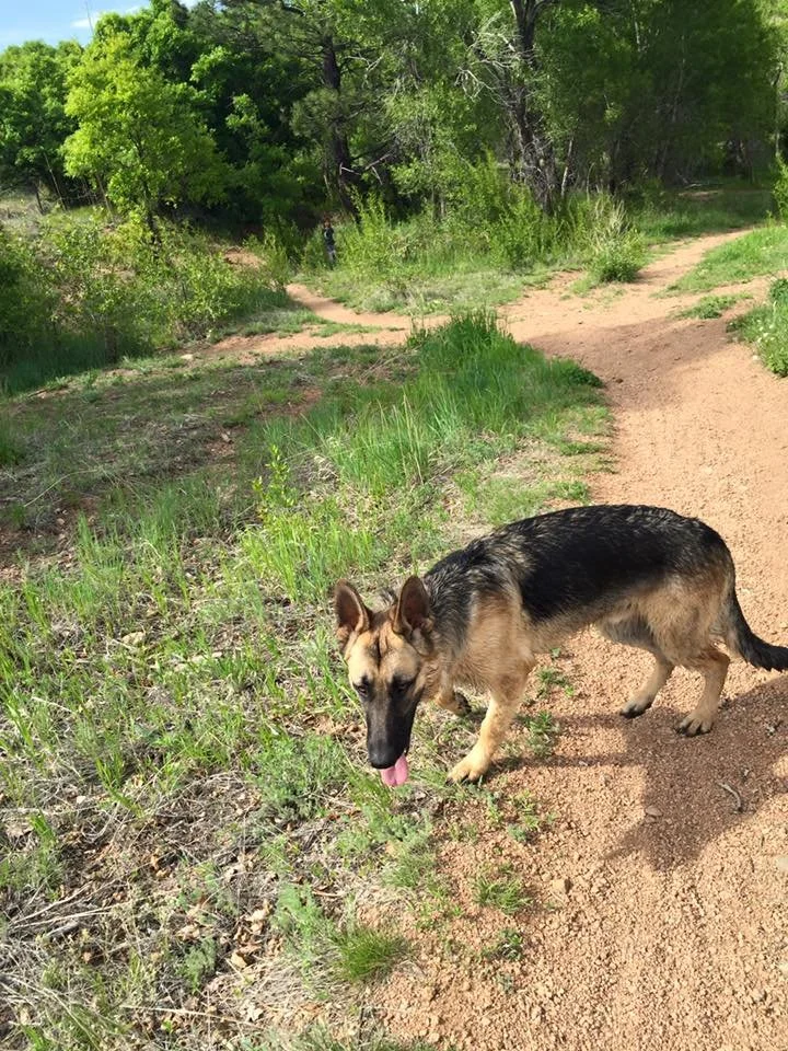 A German Shepherd dog walking on a dirt trail in a green forested area with trees and bushes, with its tongue sticking out.