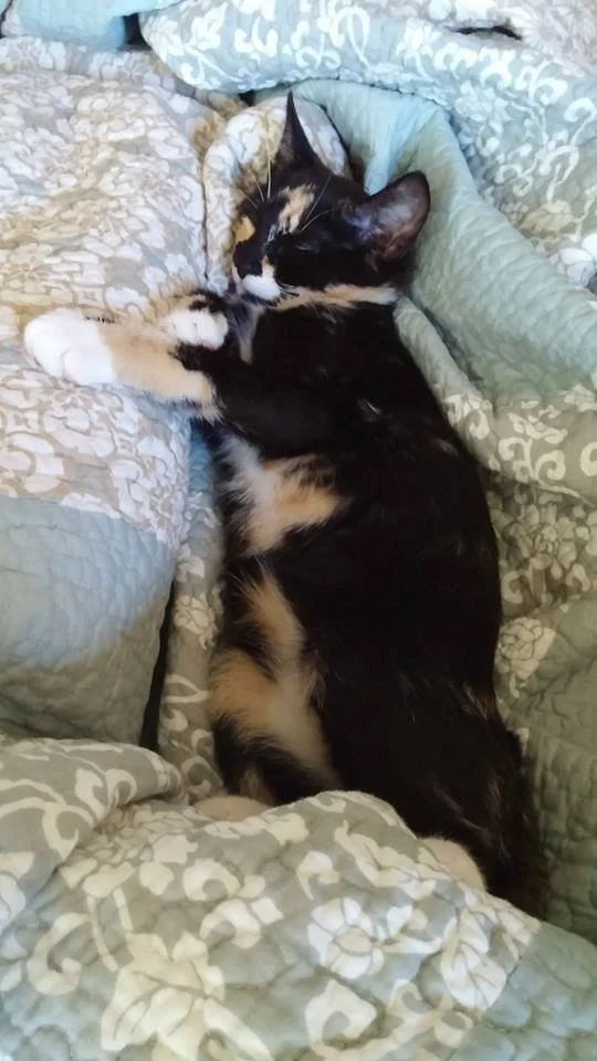 A black and white cat sleeping on a light-colored quilted blanket.