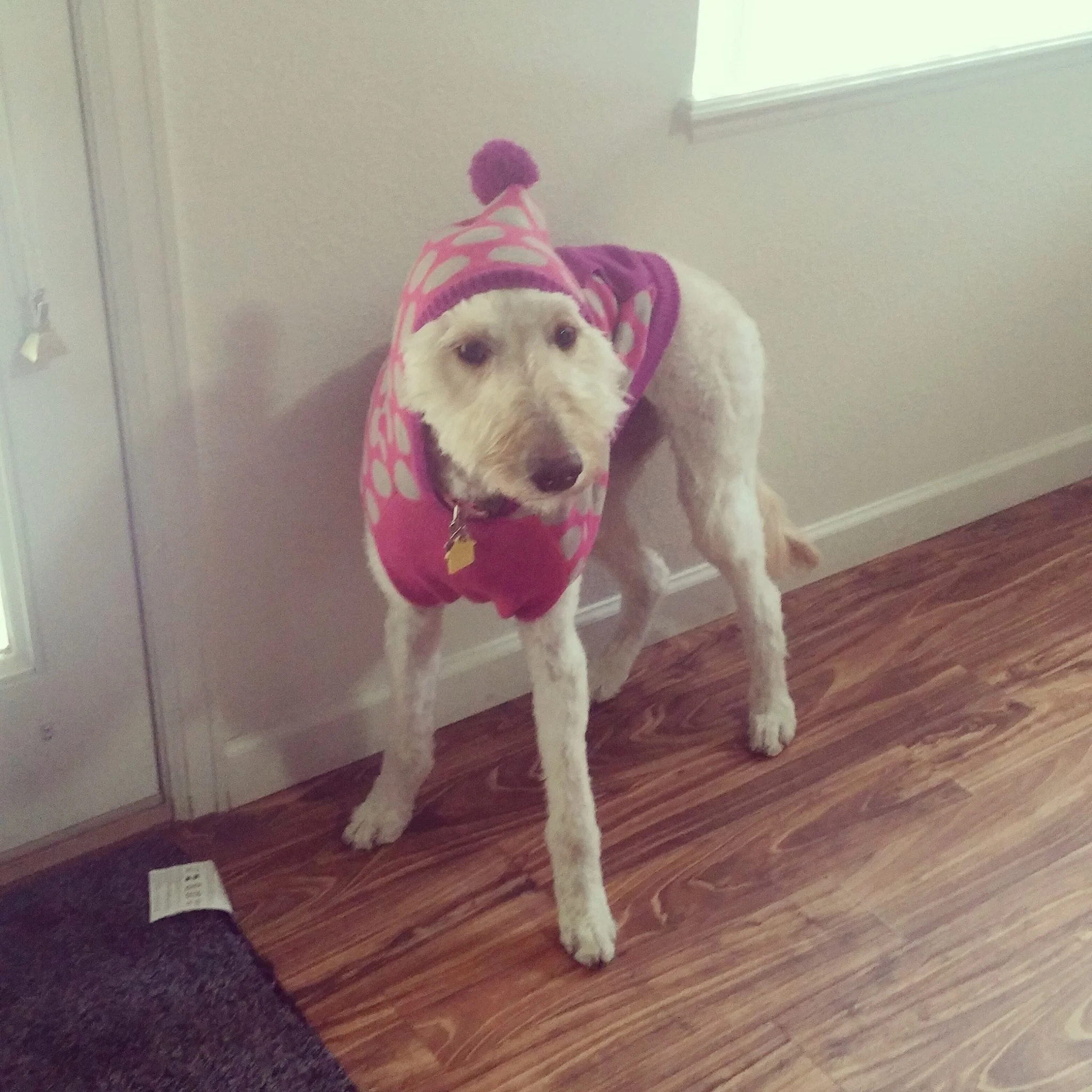 Dog wearing a pink and purple hat and a pink vest standing on wooden floor near a wall and door.