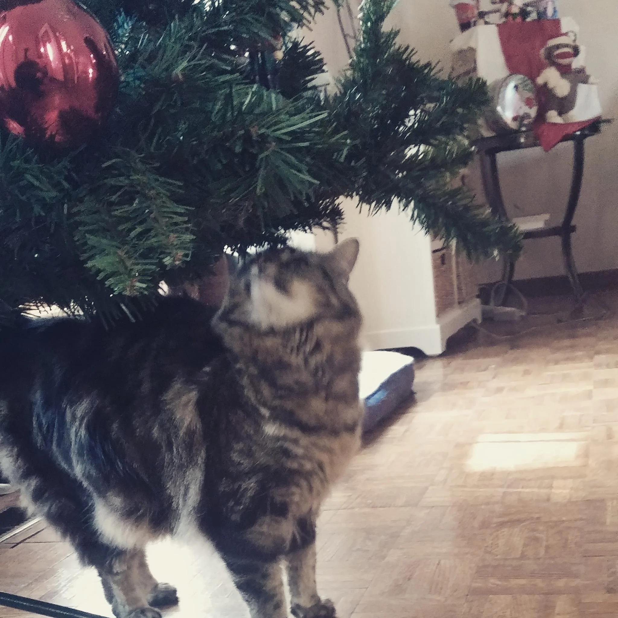 A tabby cat sniffing under a decorated Christmas tree with red ornaments in a cozy room.