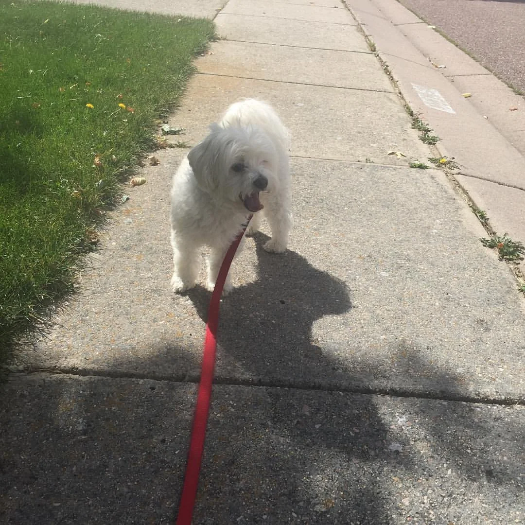 A small white dog with fluffy fur standing on a sidewalk, looking at the camera with its mouth open, on a red leash.