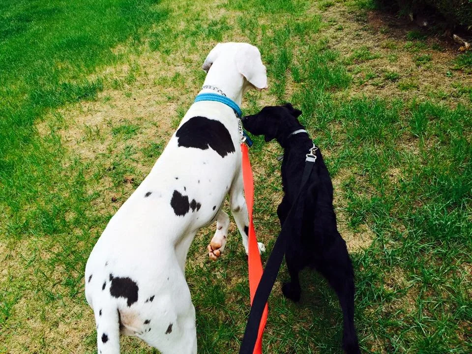 Two dogs, a large white one with black spots and a smaller black one, are walking together in a grassy area. They are close, with their heads touching, and are on leashes.