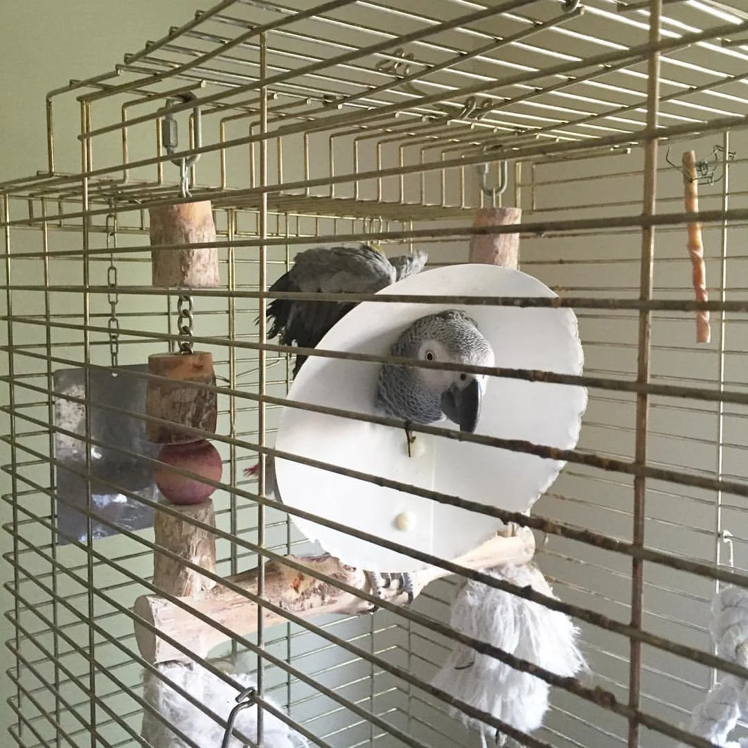 A small birdcage with a grey African grey parrot inside, perched on a wooden branch, with various perches and toys.