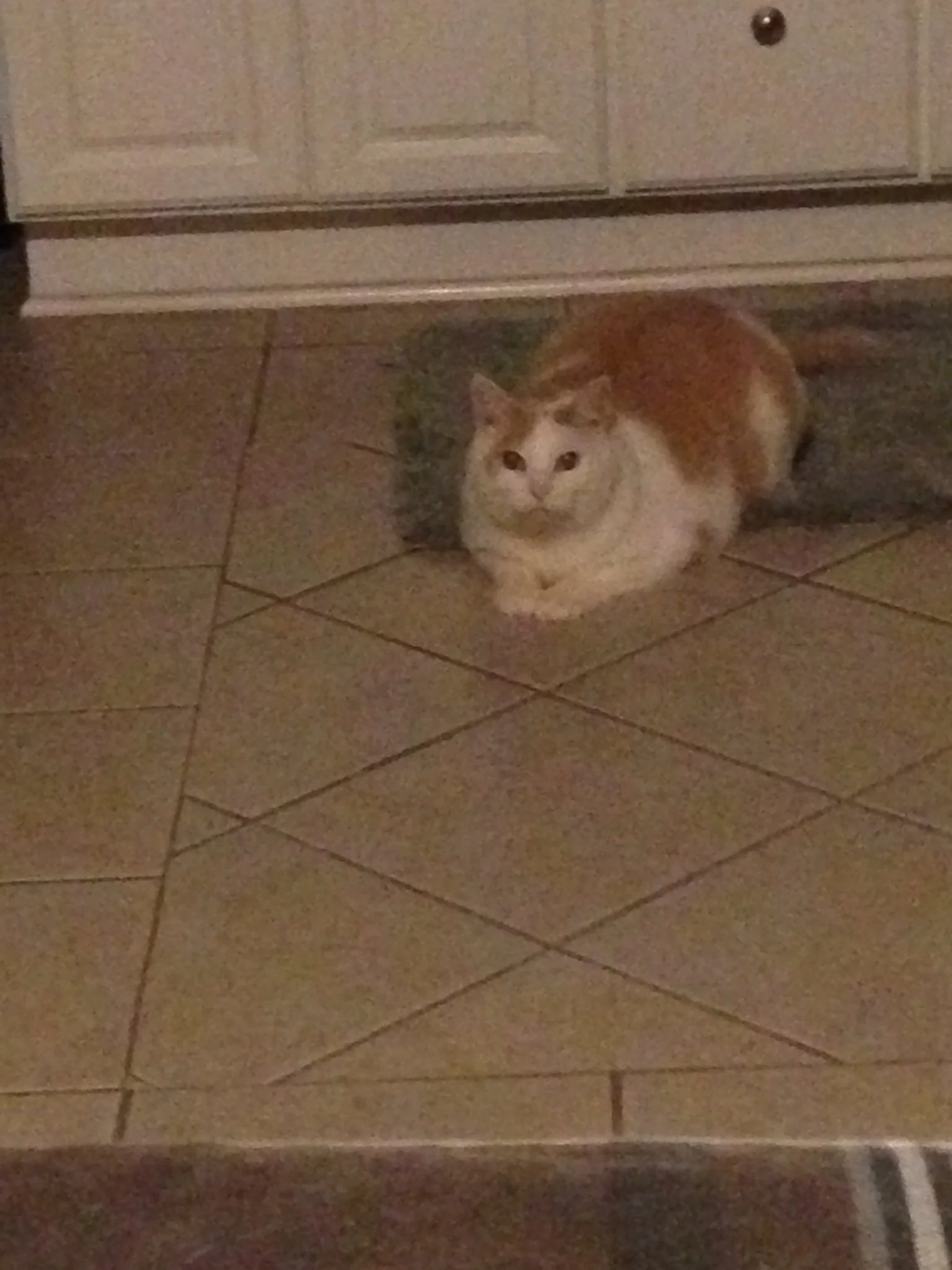 Orange and white cat crouching on a tiled floor near a wooden cabinet.