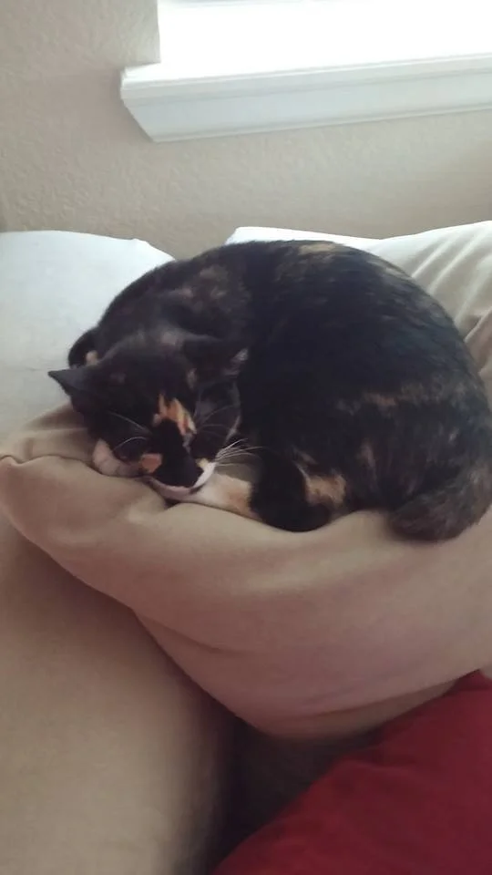 A calico cat sleeping curled up on a beige pillow on a sofa near a window.