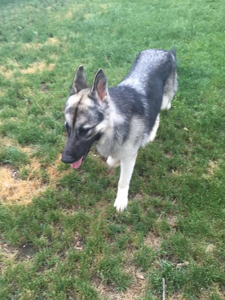 A Siberian Husky walking on a grassy yard with some patches of dry grass.
