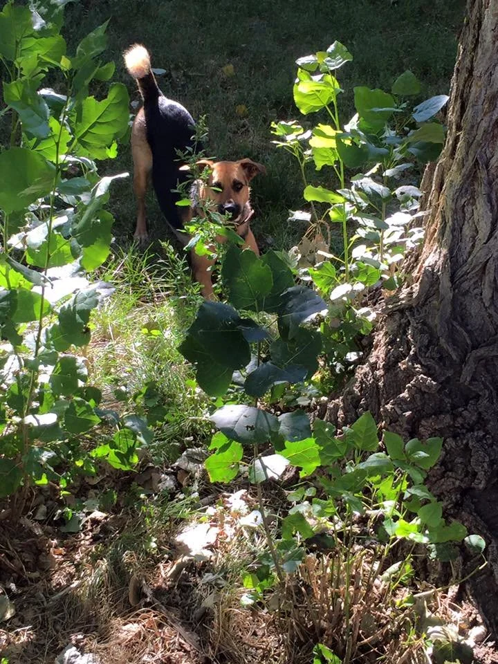 A dog with a tan face, black back, and bushy tail standing in a shaded outdoor area surrounded by green plants and trees.