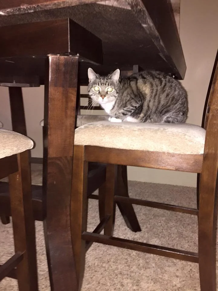 A tabby cat with white paws and chest sitting on a beige cushioned chair under a wooden table.
