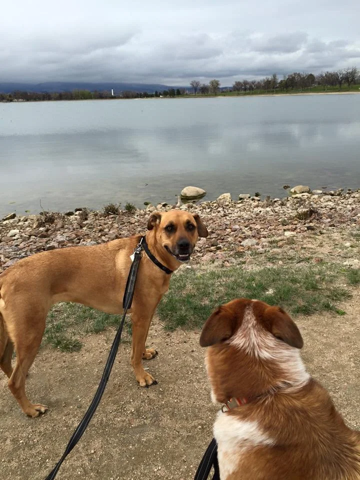 Two dogs by a lake, with cloudy sky and trees in the background.