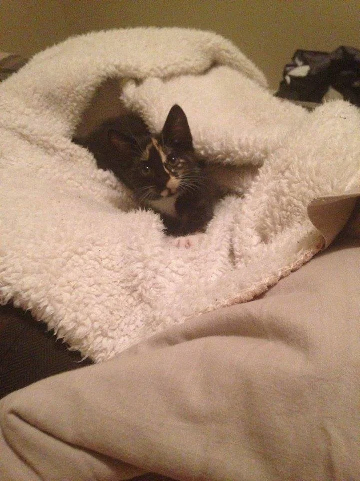 A small black and white kitten lying on a fluffy white blanket with a hole, looking directly at the camera.
