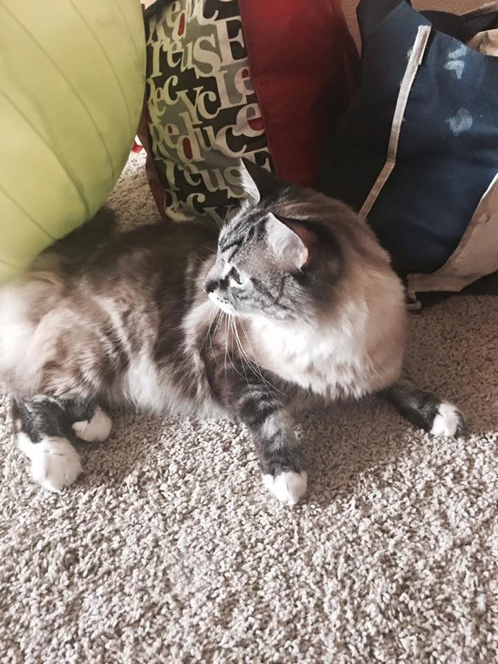 A fluffy gray and white cat lying on a beige carpet among pillows, one green, one with a colorful pattern, and a dark blue one.