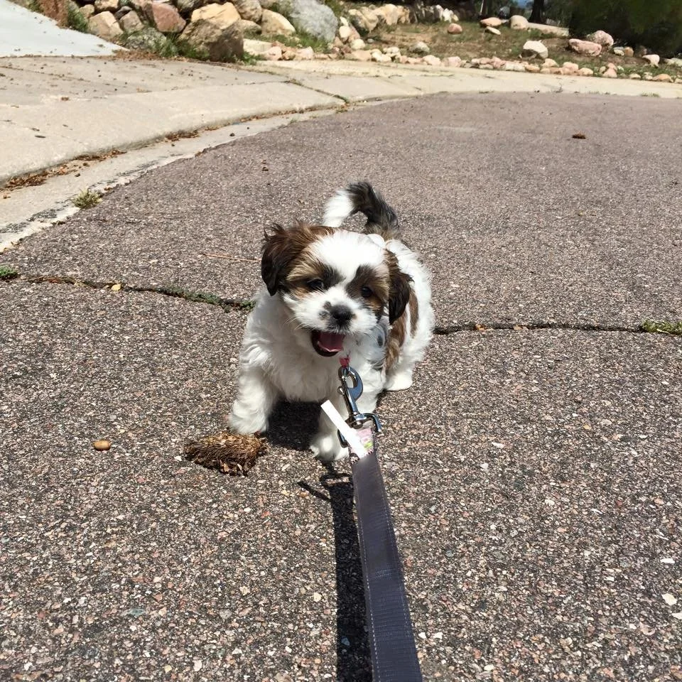 A small adorable puppy with white and brown fur standing on a paved outdoor surface, looking at the camera with a happy expression.