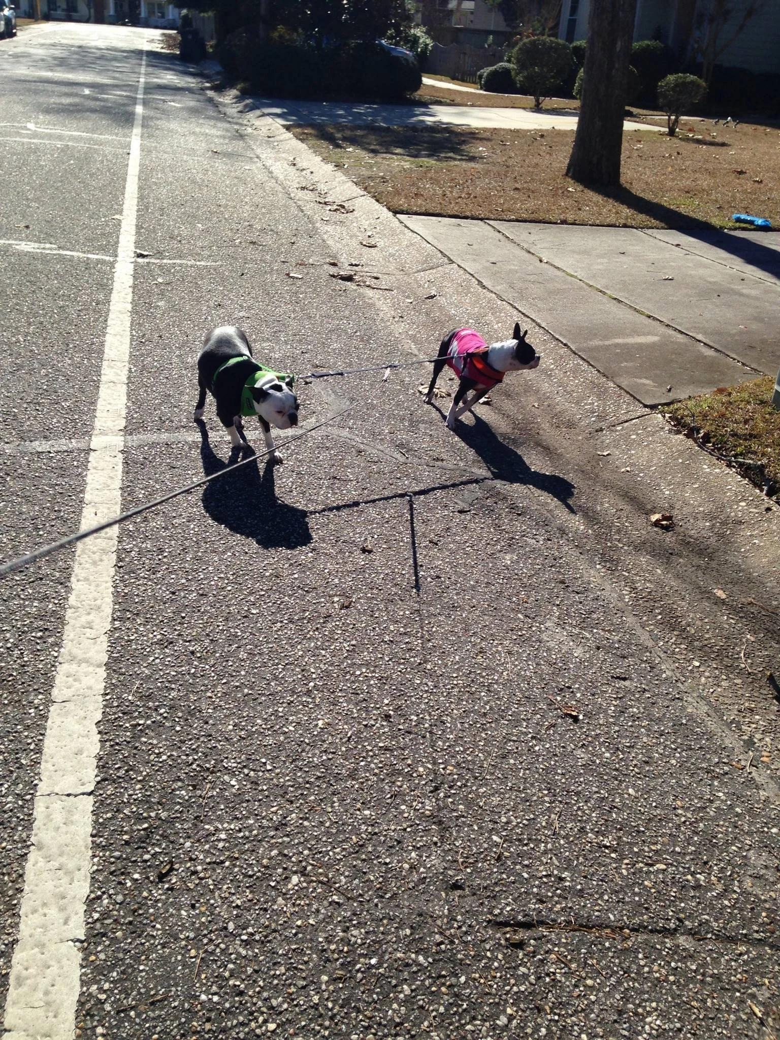 Two Boston Terriers wearing jackets walk on leashes on a sidewalk, with one dog in a green and black jacket and the other in a pink jacket, during daylight on a sunny day.