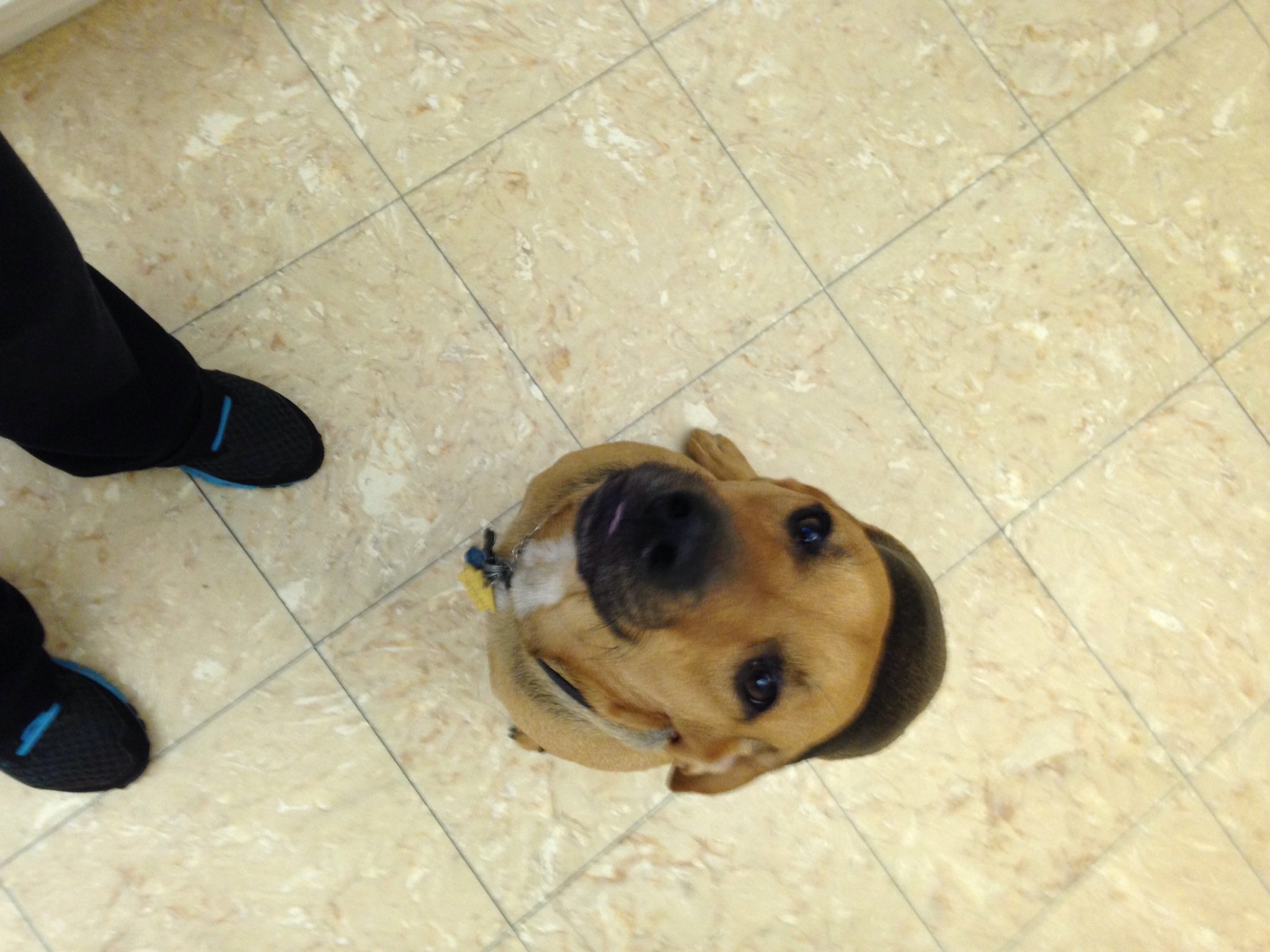A cute brown puppy with a black nose and expressive eyes looking up at the camera, standing on a beige tiled floor surrounded by the shoes of a person.