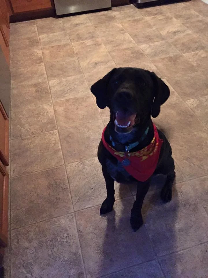 A black dog with floppy ears, wearing a red bandana, sitting on a tiled kitchen floor and looking up.