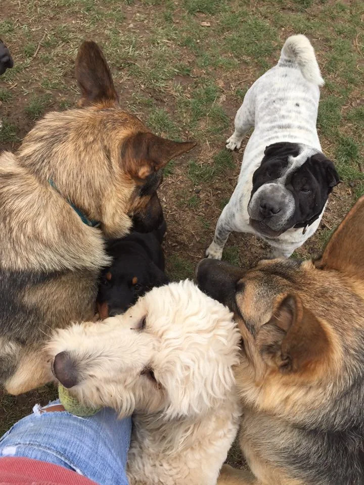 Five dogs, including a German Shepherd, a white curly-haired dog, a black and white dog, a black dog, and a tan dog, are gathered around a person who is standing on grass outside. The dogs appear to be resting or seeking attention.