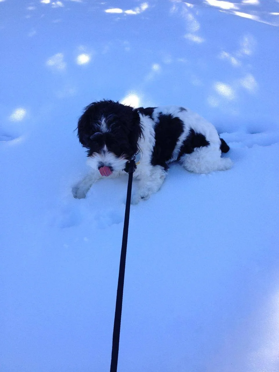 Dog with black and white fur playing in the snow, sniffing the snow with its tongue out.