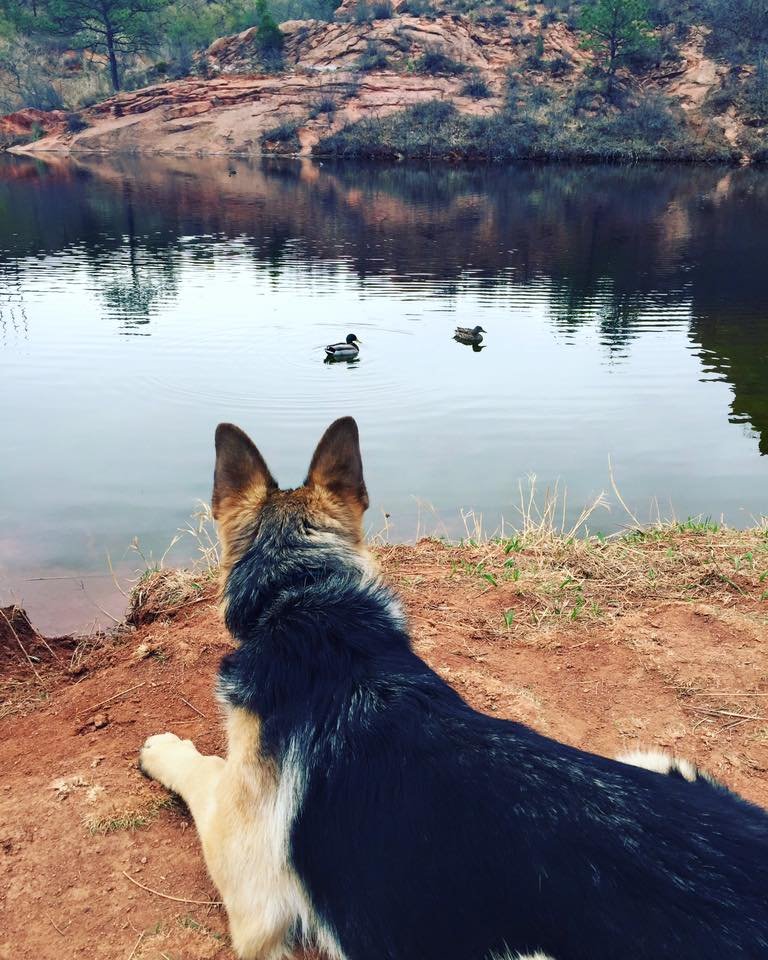 A dog with black, tan, and white fur lying on brown dirt ground, overlooking a peaceful lake with two ducks swimming, surrounded by trees and rocky hills.