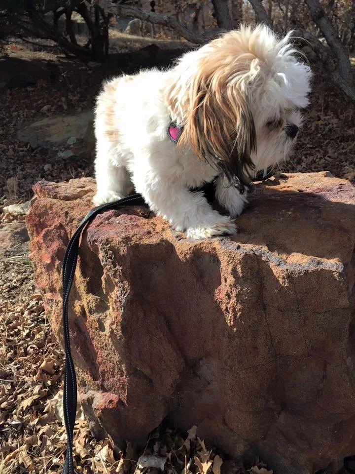 A small fluffy dog with a white and brown coat standing on a large rock outdoors surrounded by fallen leaves and bare tree branches.