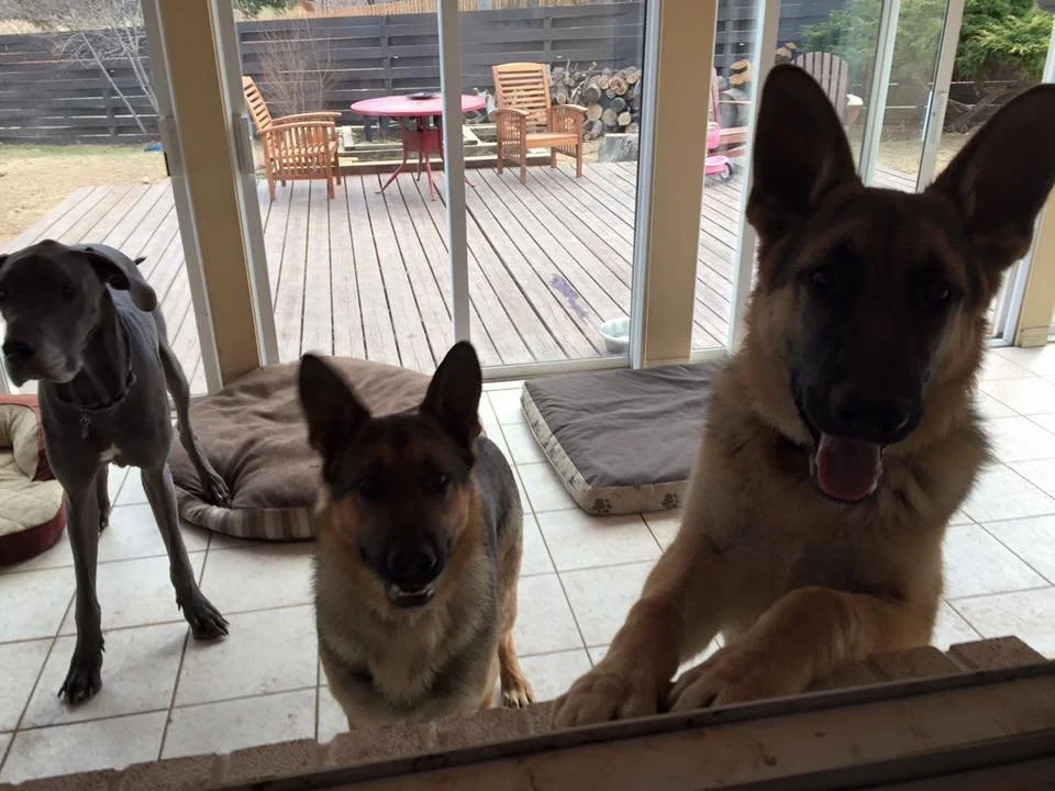 Three dogs standing inside near a sliding glass door, looking outside at a wooden deck with outdoor furniture and a firewood pile.