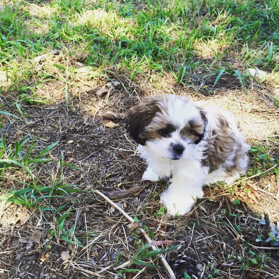 A small, fluffy puppy with white, brown, and black fur sitting on dirt and grass in a natural outdoor setting.