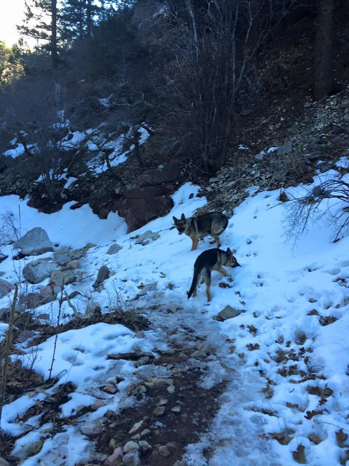 Two German Shepherd dogs walking on a snow-covered trail in a wooded area with rocks and trees.