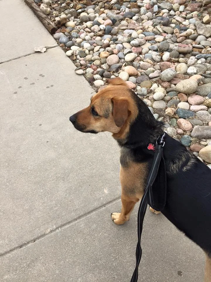 A cute dog with a black harness, standing on a sidewalk next to a rocky landscape.