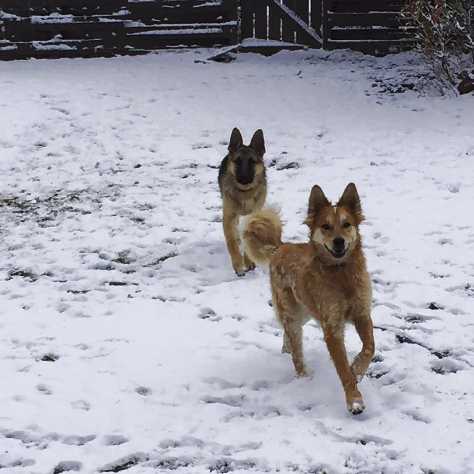 Two dogs playing in a snowy backyard, with a wooden fence in the background.
