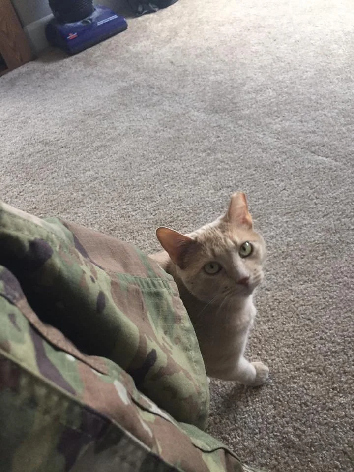 A curious orange tabby cat peeking out from behind a camouflage blanket on a carpeted floor in a living room.