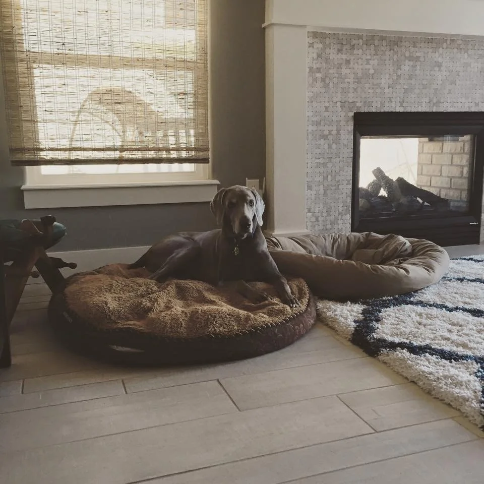 A dog lying on a large, brown pet bed in front of a fireplace and a window with a woven shade, next to a cream-colored pet bed and a patterned rug.
