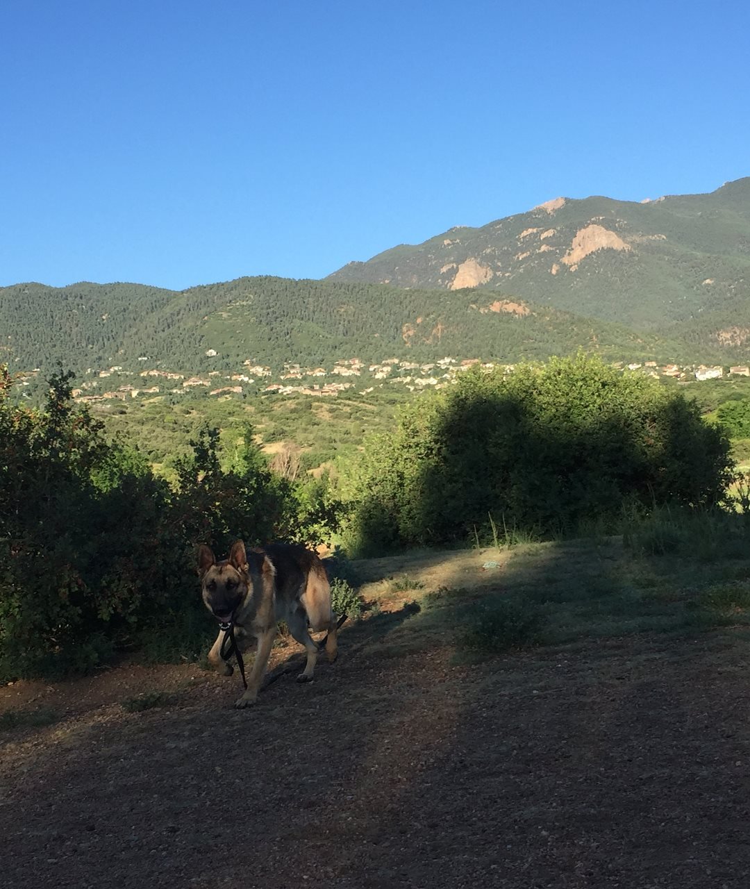 A dog walking on a dirt trail with mountain and forest landscape in the background, under a clear blue sky.