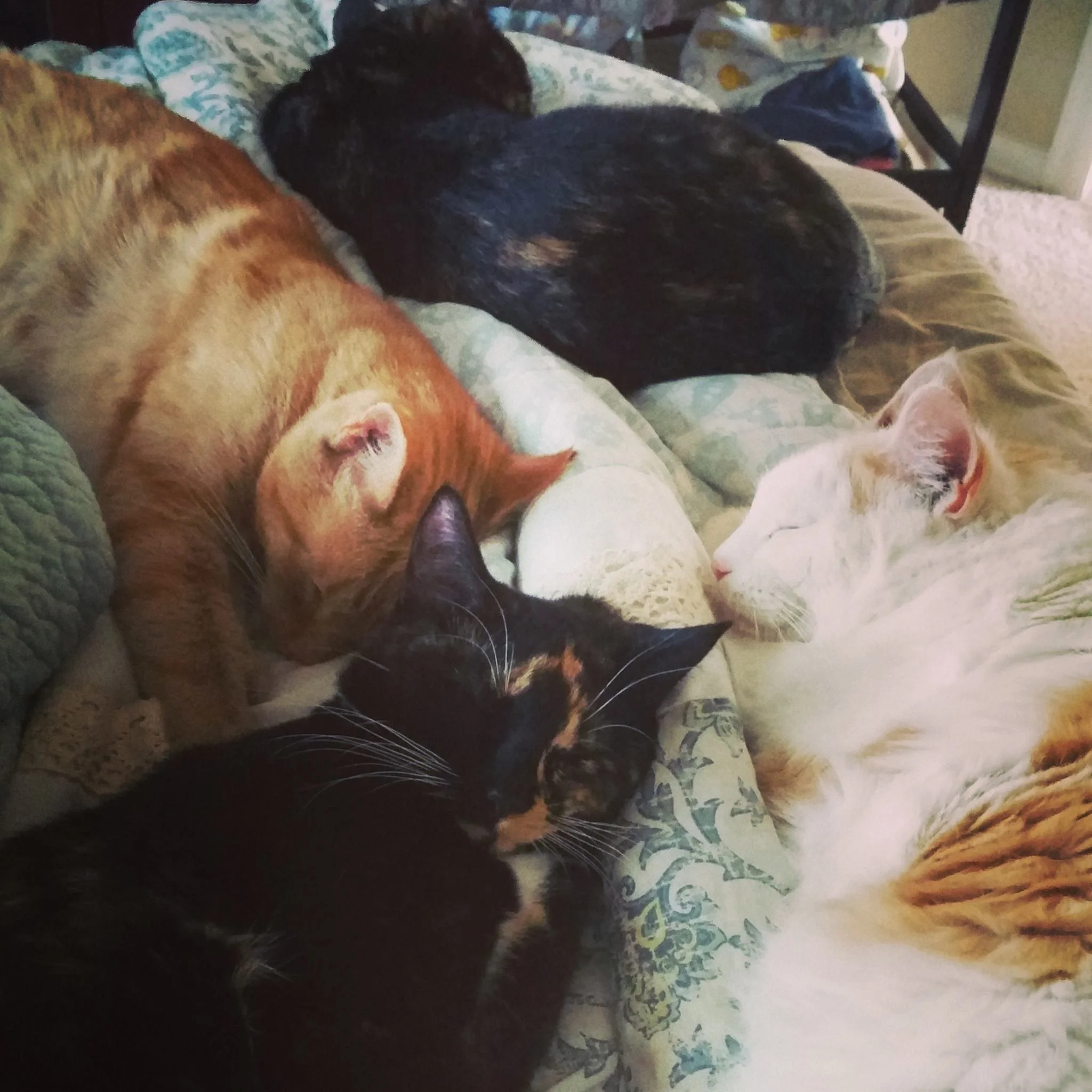 Four cats sleeping closely together on a quilted bedspread, with various colors and patterns.