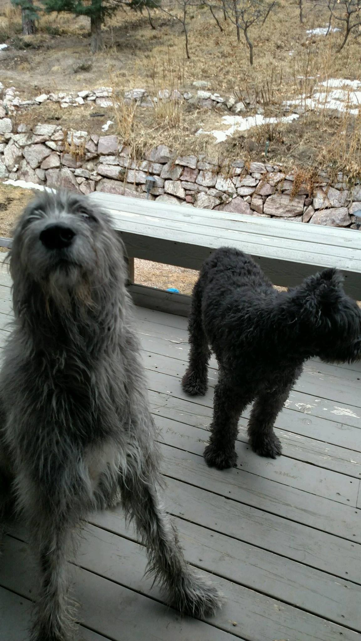 Two dogs standing on a wooden deck with a stone wall and dry, sparse landscape in the background.