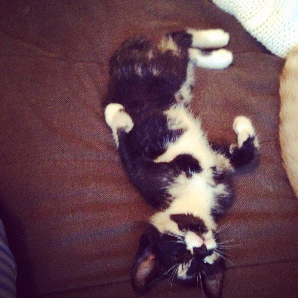 A calico cat lying on its back on a brown couch, with paws in the air, eyes closed, and a peaceful expression.