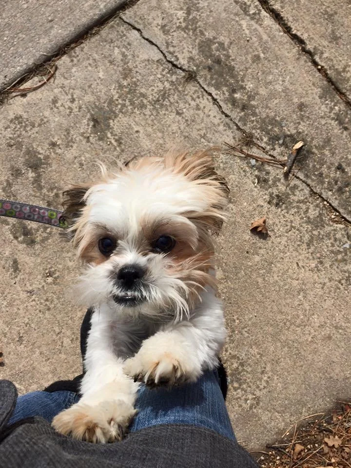 A small, fluffy dog with light brown and white fur, standing on its hind legs with front paws on a person's leg, looking up at the camera.