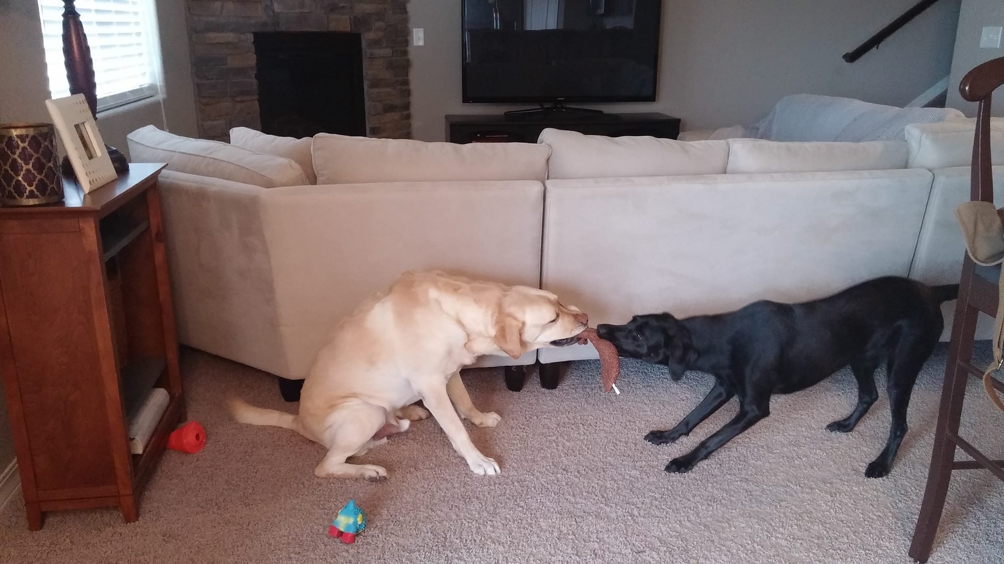 Two dogs, a yellow Labrador and a black dog, are playing tug-of-war with a brown cloth toy inside a living room. The Labrador is sitting, and the black dog is stretching forward. The room has a beige carpet, a beige sofa, a wooden side table, a telev