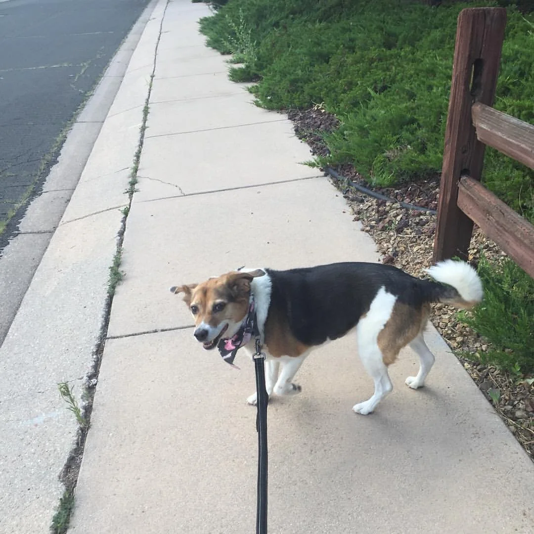 A happy tricolor dog with a pink bandana on a leash walking on a sidewalk next to a grassy area and a wooden fence.