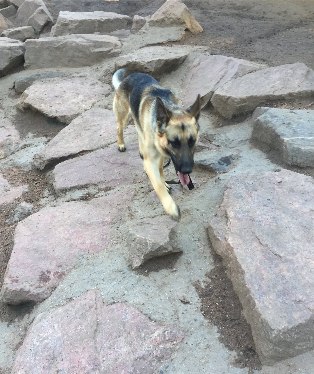 A German Shepherd walking on a rocky dirt trail.