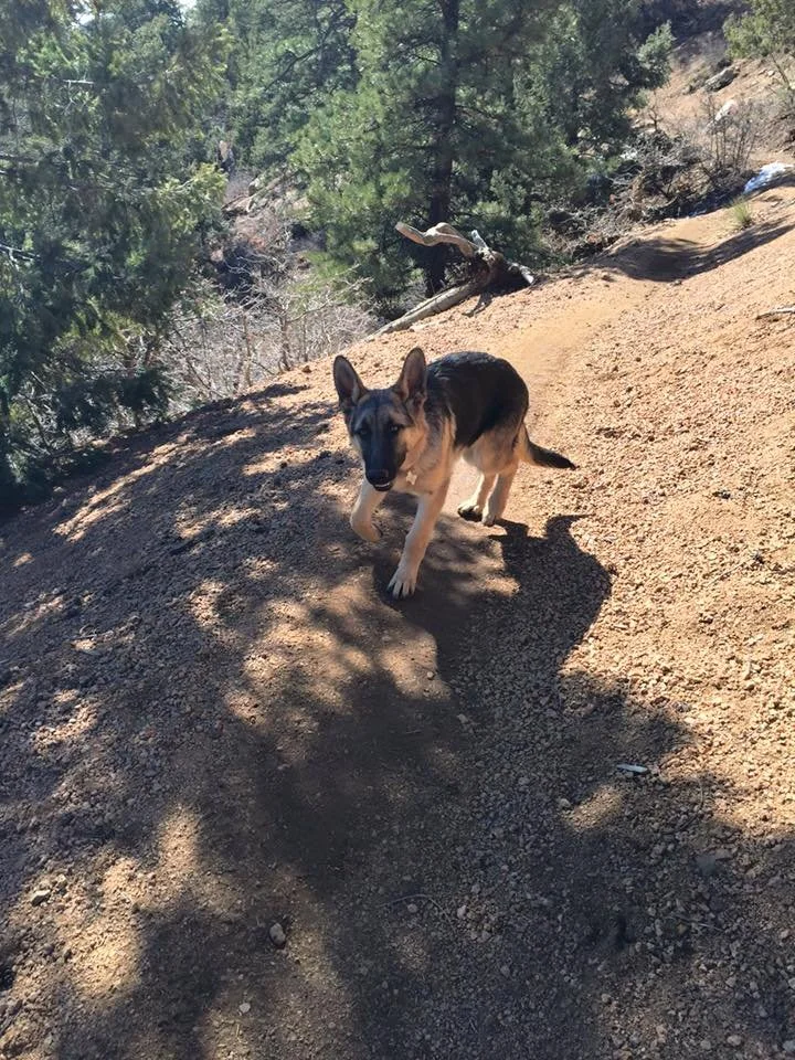 A German Shepherd puppy walking on a dirt trail in a forested area with trees and rocks in the background.