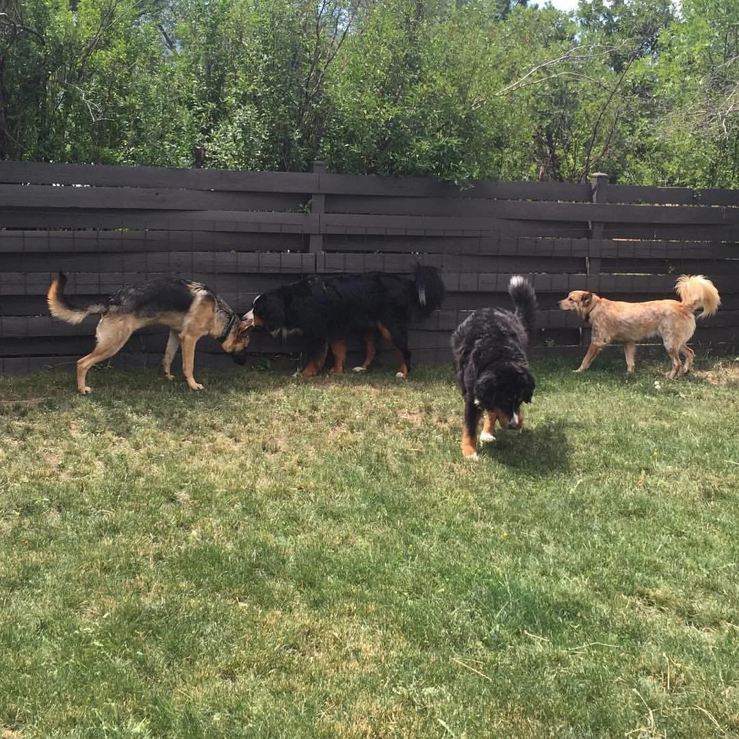 Four dogs playing on a grassy yard near a wooden fence with trees behind it.