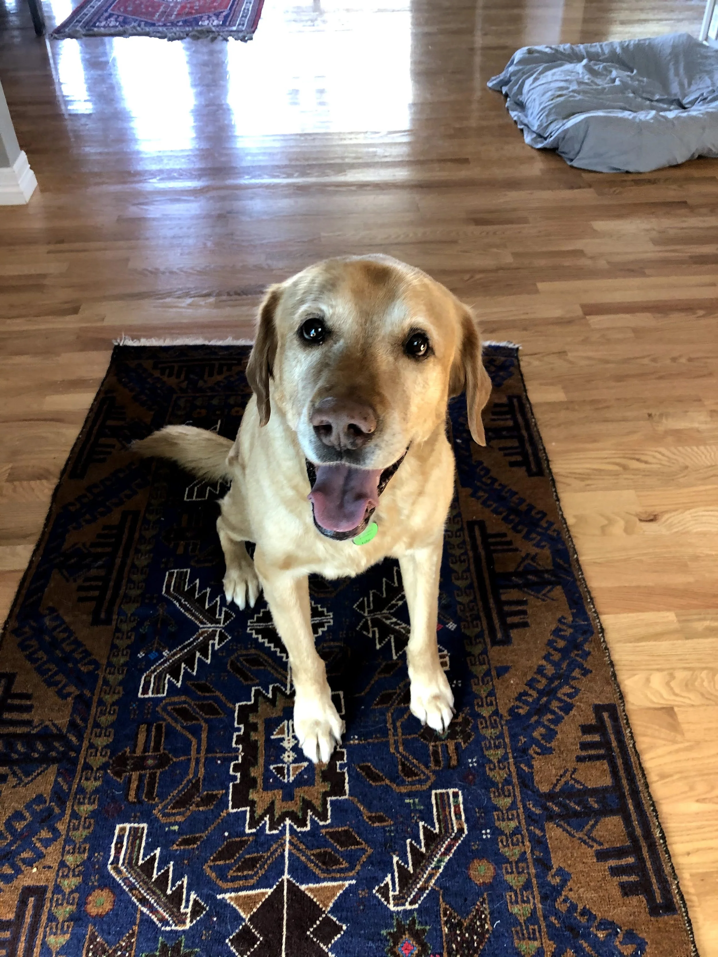 A happy, smiling yellow labrador retriever dog sitting on a decorative rug in a house with hardwood floors.