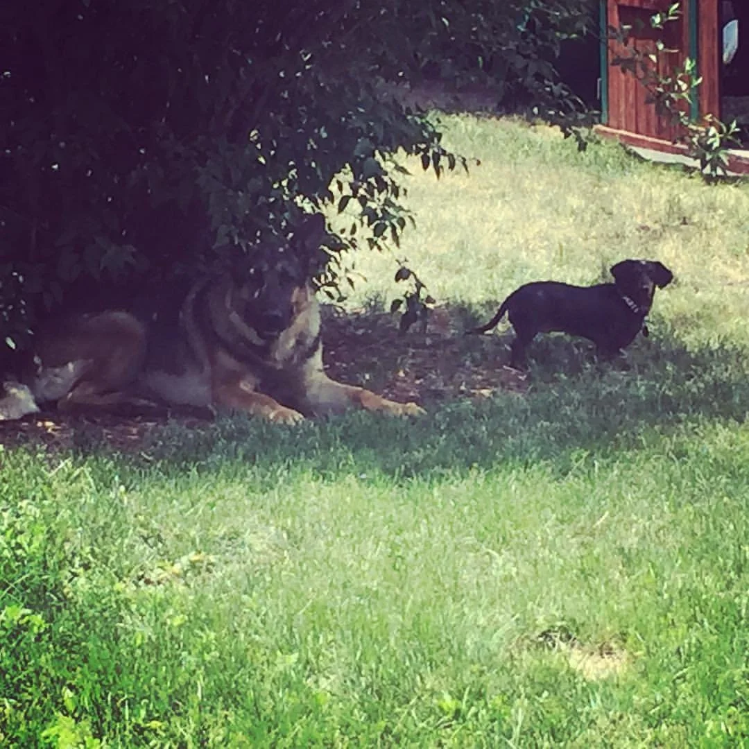 A large dog lying under a bush and a smaller black dog walking on the grass in a backyard.