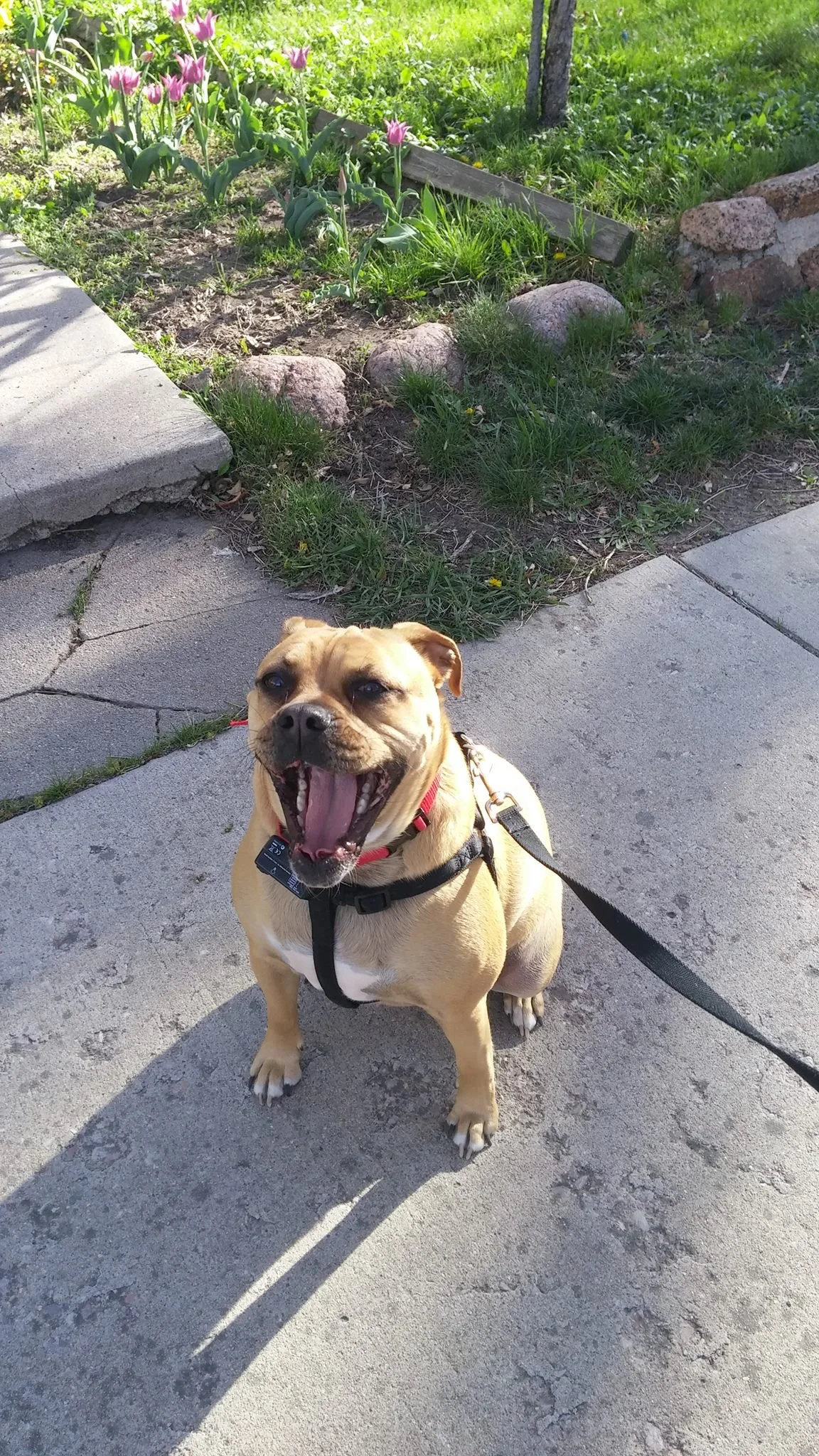 A smiling tan dog with a black harness sitting on a sidewalk with green grass and pink flowers in the background.