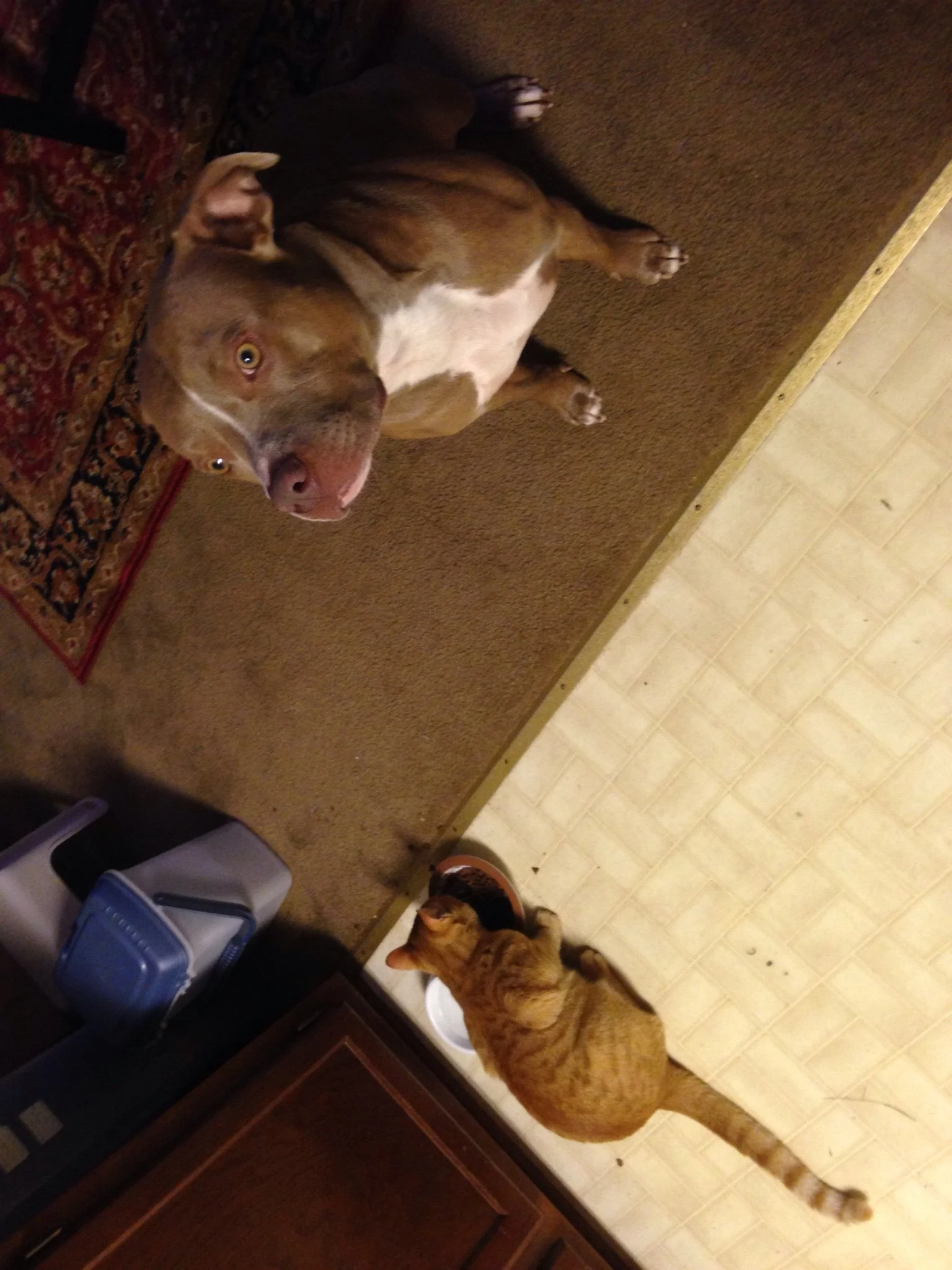 A brown dog lying on a carpeted floor and an orange tabby cat sitting by a food bowl in a kitchen.