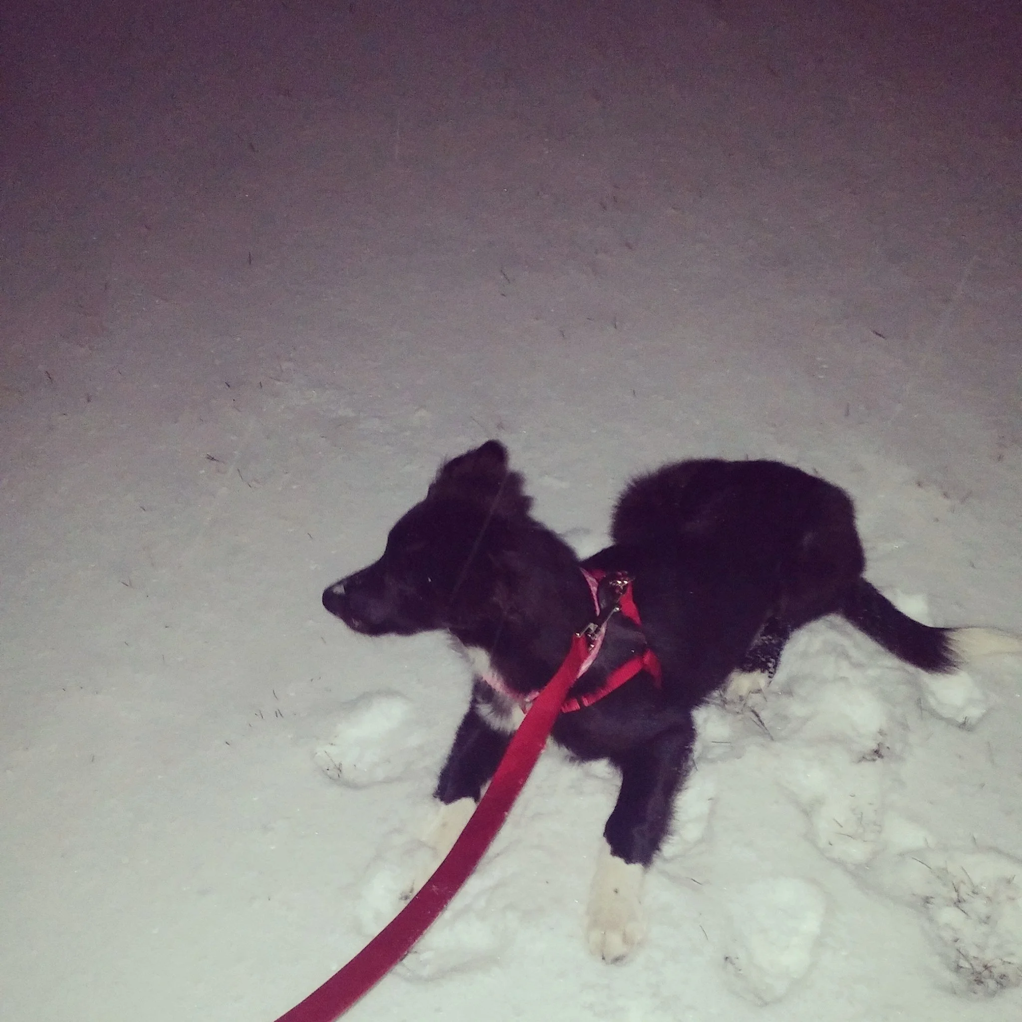 A black and white dog lying in the snow at night, wearing a red harness and leash.