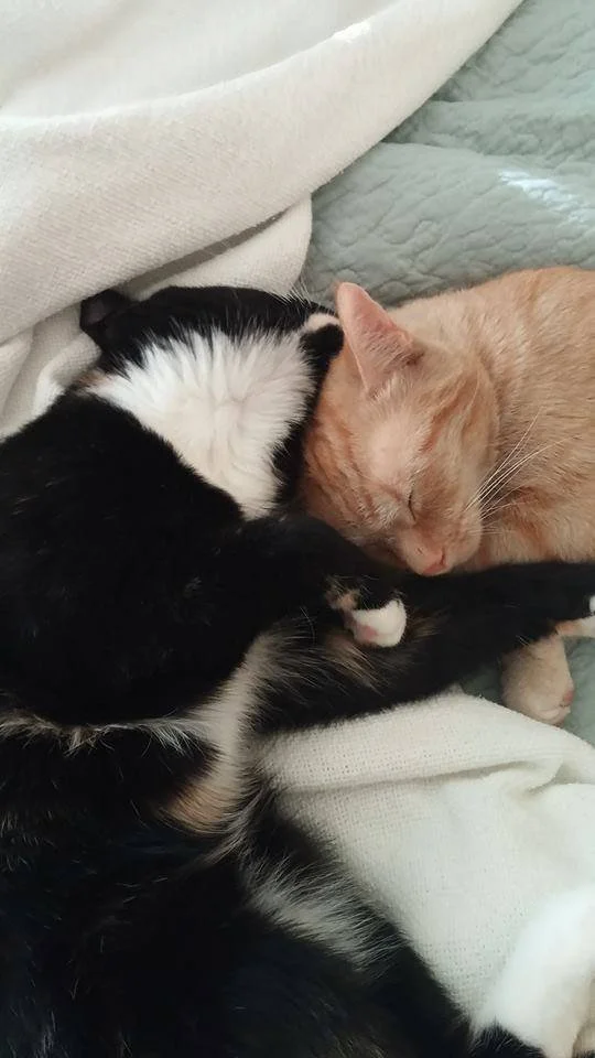 Three cats cuddling closely, sleeping together on a soft surface.
