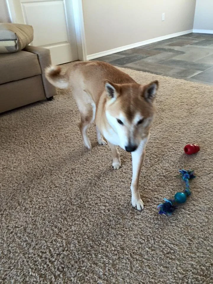 A Shiba Inu dog walking on a carpeted floor with dog toys nearby, inside a house.