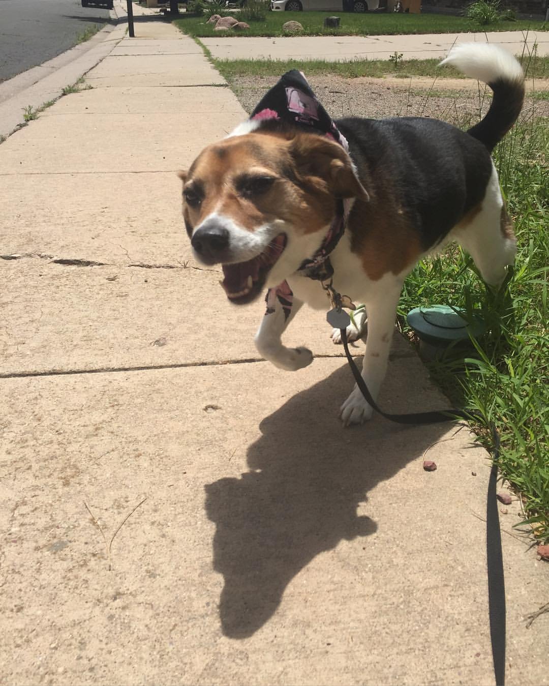 A happy tricolor beagle dog walking on a sidewalk on a sunny day, wearing a pink tint bandana and a collar with a leash, next to a grassy area.