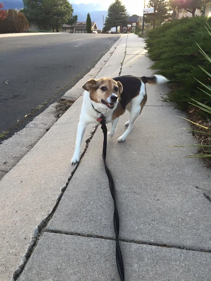 A happy dog standing on a sidewalk, with a leash attached, in a suburban neighborhood during sunset.