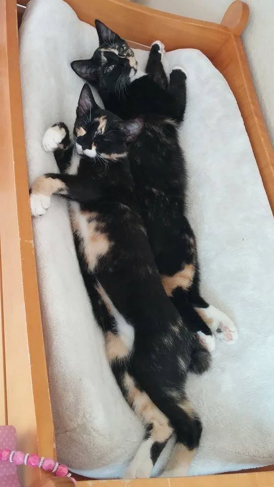 Two calico cats sleeping side by side on a cushioned surface inside a wooden framed bed or box.